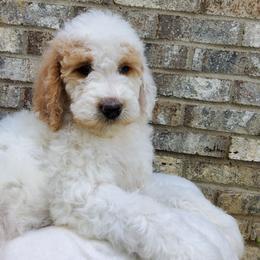Ryker, goldendoodle F1b - Parti male Goldendoodle puppy in Dickson, Tennessee from Rowan's Rascals