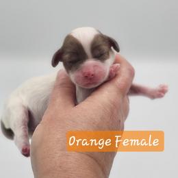 Orange Female - Brown and white female Cockapoo puppy in Mocksville, North Carolina from Hunting Creek Farm & Kennel