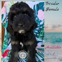 Bahamas - Tri-color female Bernedoodle puppy in Godwin, North Carolina from Farm Sweet Farm Doodles