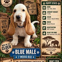 Blue - Lemon and white male Basset Hound puppy in Columbia, South Carolina from Pawmetto Hounds