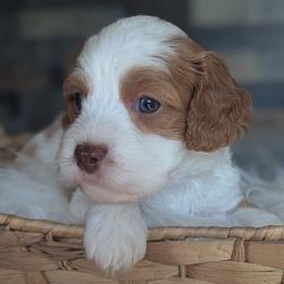Shiloh - Chocolate male Cavapoo puppy in San Diego, California from WW Cavapoos