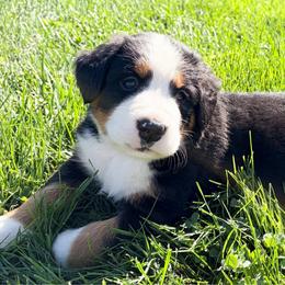 River - Black rust and white female Bernese Mountain Dog puppy in Sugarcreek, Ohio from Angel Valley Berners