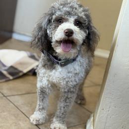 Duncan - Brown male Maltipoo puppy in Newport Beach, California from Exotic City Pomeranians and chihuahuas
