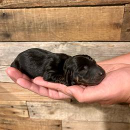 Black and Tan Brindle - Black and cream male Dachshund puppy in Shelley, Idaho from Journey’s End Dachshunds
