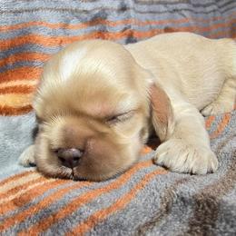 Baby boy - Buff male Cocker Spaniel puppy in Gate City, Virginia from Top Notch Cocker Spaniels
