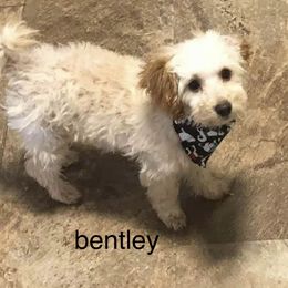 Bentley - Poodle
