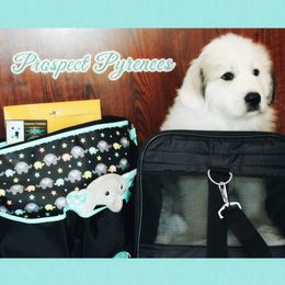 Great Pyrenees Puppies from Prospect Pyrenees
