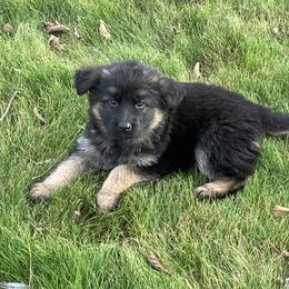 Evergreen - Black and tan female German Shepherd puppy in Walla Walla, Washington from Silver Knight Shepherds