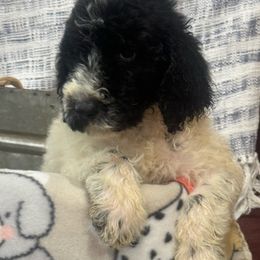 Boy 5 patch - Black Poodle puppy in Flora, Illinois from Hanging Rock Poodles