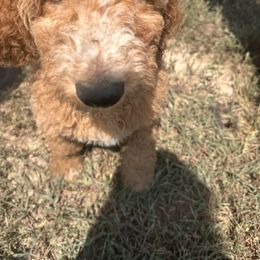 Goldendoodle All Grown Up from Dana Walters