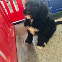 Portuguese Water Dog All Grown Up from Magellan Portuguese Water Dog