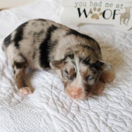 Lexi's Blue Merle with a Tail - Blue merle female Miniature Australian Shepherd puppy in Burkesville, Kentucky from Bline’s Awesome Aussies & Doxies at the Bline Family Farm