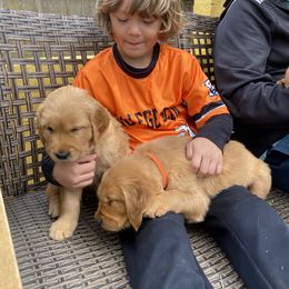 Golden Retriever Puppies from GLAD's Goldens