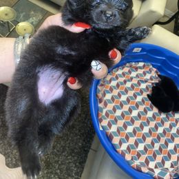 Girl 3 - Pomeranian puppy in Kissimmee, Florida from Azur Pomeranians