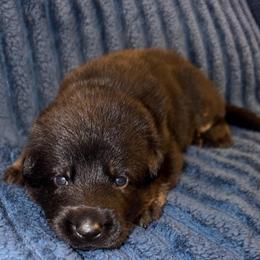 Juno - No Collar...Red Collar - Bi-color male German Shepherd puppy in Davenport, Florida from Pray Love Shepherd Kennels
