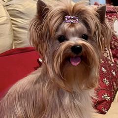 Goldie - Russian Salon Dog