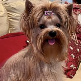 Goldie - Russian Salon Dog