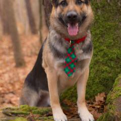 German Shepherds from vom Silbersand German Shepherds