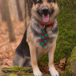 German Shepherds from vom Silbersand German Shepherds