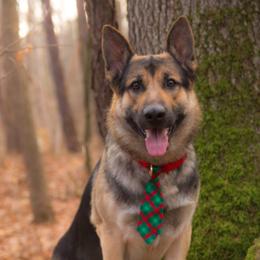 German Shepherds from vom Silbersand German Shepherds