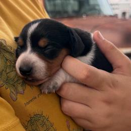Piebald black and tan boy - Piebald male Dachshund puppy in Lady Lake, Florida from Shotzie Doxie Co.