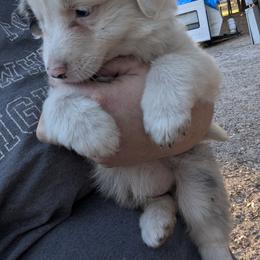 Australian Shepherd and Great Dane Puppies from AEW Farm