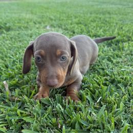 Emma - Chocolate and tan female Dachshund puppy in Anaheim, California from SoCal Mini Dachshunds