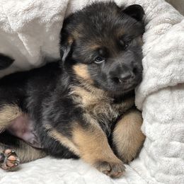 Boy 3 - German Shepherd puppy in Snohomish County, Washington from Vom Haus Rae