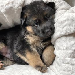 Boy 3 - German Shepherd puppy in Snohomish County, Washington from Vom Haus Rae