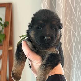 Miss Spring Green - Black and red female German Shepherd puppy in Purcellville, Virginia from Starry Night German Shepherd Dogs