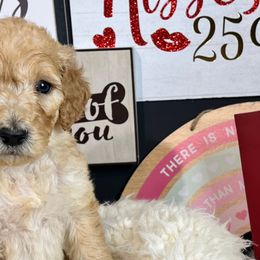 Boy 1- Juppie - Red  Goldendoodle puppy in Douglasville, Georgia from Poodles & Doodles by Design