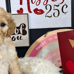 Boy 1- Juppie - Red  Goldendoodle puppy in Douglasville, Georgia from Poodles & Doodles by Design