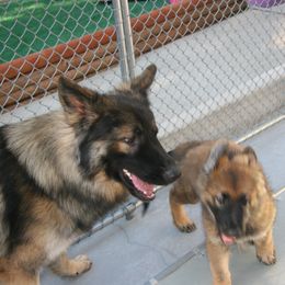 Shiloh Shepherd Puppies from Solace Shilohs