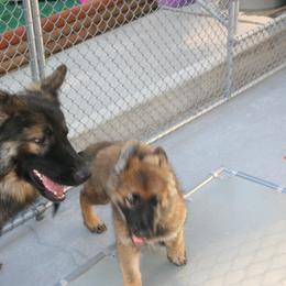 Shiloh Shepherd Puppies from Solace Shilohs