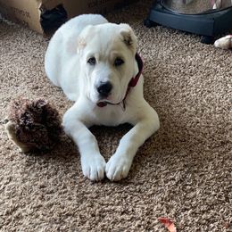 Central Asian Shepherd Dog Puppies from Guardian Dog