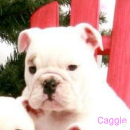Bulldog and Collie Puppies from Lakewinds Collies & Bulldogs