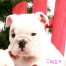 Bulldog and Collie Puppies from Lakewinds Collies & Bulldogs