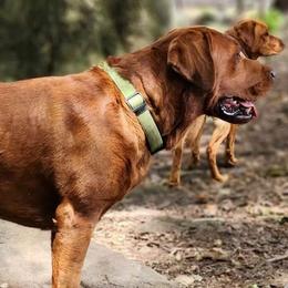 Labrador Retriever puppies from Red Fox Mountain
