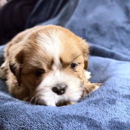 Cider - Red male Lhasa Apso puppy in Waterford, Connecticut from Floofie Butts