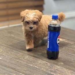Savannah - Apricot female Yorkipoo puppy in Oakland, Kentucky from Imperial Dogs