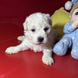 Milo - orange collar - White male Bichon Frise puppy in 63101 (St. Louis Metro Area), Missouri from BichonSTL