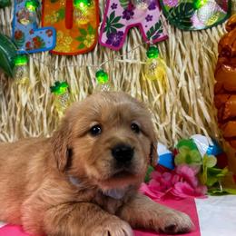 Fiona - Golden female Golden Retriever puppy in Sandy, Oregon from Treasured K-9s