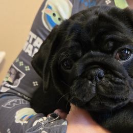 Pugs from Perfectly Picked Pugs
