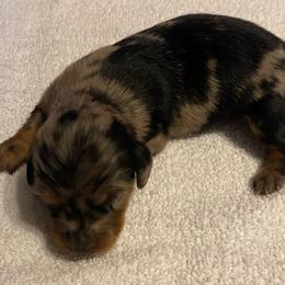 GIGI CKC REGISTERED FULL RIGHTS - Dapple female Dachshund puppy in Elizabethtown, Kentucky from Teeny Tiny Puppy Tails