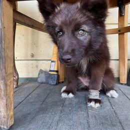 German Shepherd and Siberian Husky Puppies from Rose Trail Siberian’s