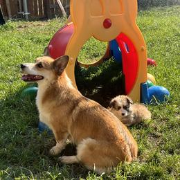 Pembroke Welsh Corgi Puppies from Zugspitze Corgis