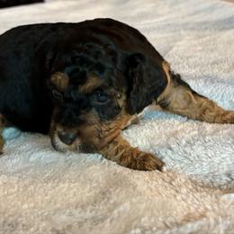 Larson - Black and tan female Cockapoo puppy in Marietta, South Carolina from River Falls Cockapoos