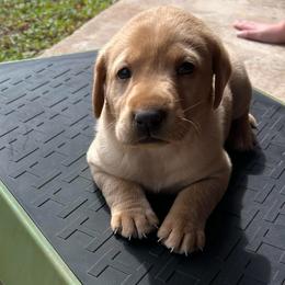 Yellow - Yellow female Labrador Retriever puppy in Oklahoma City, Oklahoma from H & H Retrievers