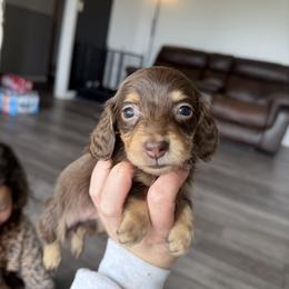 Chai - Chocolate and tan female Dachshund puppy in Stamford, Texas from West Texas Miniature Dachshunds