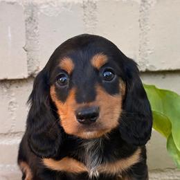 Black And Tan Male Long Haired Dachshund - Black and tan male Dachshund puppy in Arcadia, California from Cruz Industries - Dachshund Company & French Bulldog Company